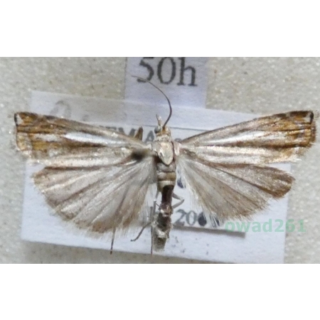 Crambus ericella (Hübner, 1813) Wachlarzyk plamiaczek Czech50h